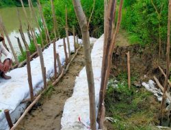 Tanggul Jebol Ancam Ratusan Hektare Lahan Tambak di Prapag Kidul-Losari