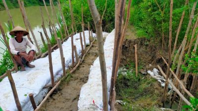 Tanggul Jebol Ancam Ratusan Hektare Lahan Tambak di Prapag Kidul-Losari