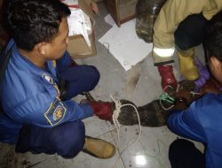 Petugas Pos Damkar Tanjung Amankan Seekor Biawak di Atap Gedung Sekolah