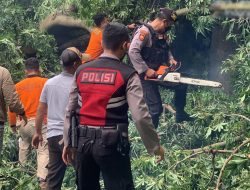 Pohon Tumbang Timpa Mobil dan 2 Motor, Seorang Patah Tulang