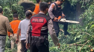 Pohon Tumbang Timpa Mobil dan 2 Motor, Seorang Patah Tulang