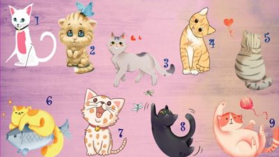 Berikut tes psikologi yang akan mengungkapkan karakter anda melalui bahasa komunikasi kucing yang dipilih pada gambar.