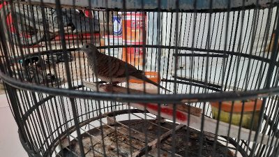 4 Burung Ini Dipercaya Menjadi Penanda Hal Gaib