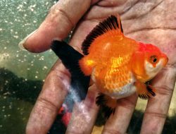 10 Jenis Ikan Koki Paling Populer dan Cara Merawatnya