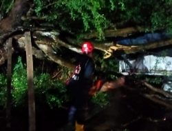 Diguyur Hujan, Pohon Asam di Tegal Tumbang Menimpa Pengendara Motor dan Truk