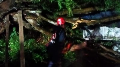 Pohon tumbang