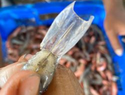 Ratusan Ribu Udang Vaname Mati di Tambak