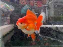 Tips Memilih Ikan Koki Oranda Berkualitas Bahan Kontes