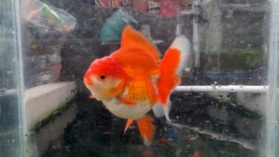 Ikan Koki Oranda