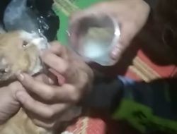 Viral di Instagram Sejumlah Pemuda Cekoki Kucing dengan Miras, Ini yang Dilakukan Polisi