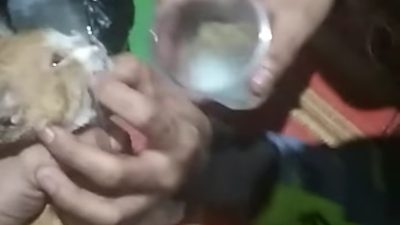 Viral di Instagram Sejumlah Pemuda Cekoki Kucing dengan Miras, Ini yang Dilakukan Polisi