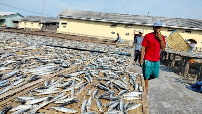 Ikan Asin Tegal Harganya Diperkirakan Akan Mengalami Kenaikan