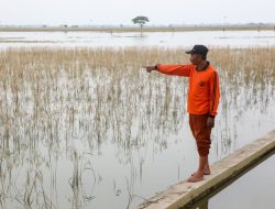 Petani Gagal Panen karena Banjir Dibantu Pemprov Jateng