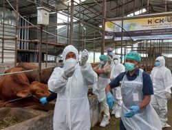 Putus Penyakit Kuku dan Mulut, Pemprov Jateng Targetkan Vaksinasi 2,4 Juta Ternak