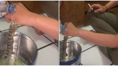 Cara Melepaskan Gigitan Tokek