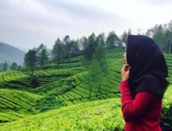 Tahun Baru, Kondom Bekas Pakai Berserakan di Kebun Teh Bogor