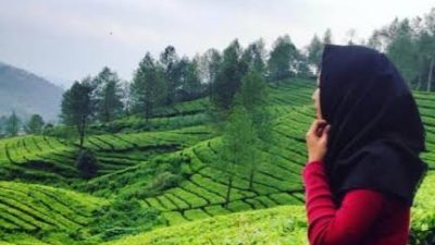 Tahun Baru, Kondom Bekas Pakai Berserakan di Kebun Teh Bogor