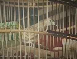 Burung Perkutut Membawa Pertanda Ini, Yuk Cek! Baik atau Malapetaka?