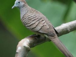 6 Burung Perkutut Pengundang Rezeki, Perkutut Majapahit Asli Salah Satunya!
