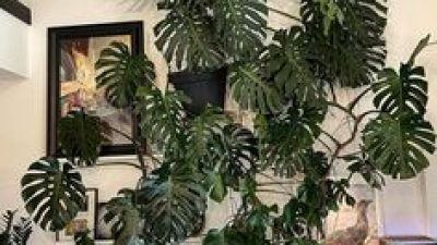 Monstera Deliciosa
