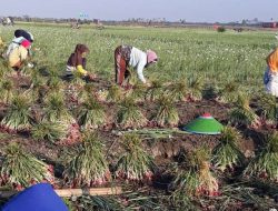 Sempat Melambung, Harga Bawang Merah Alami Penurunan