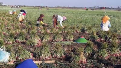 Harga Bawang Merah