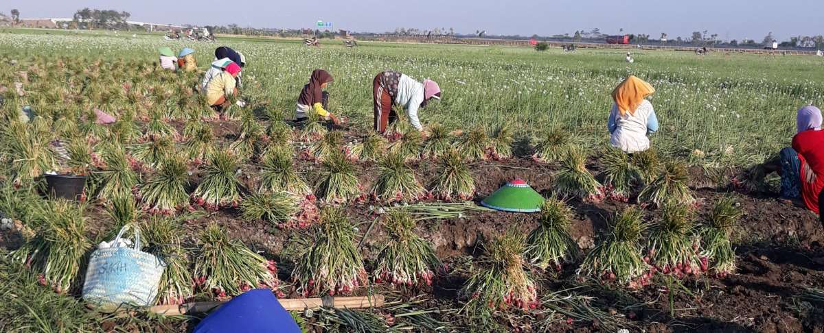 Harga Bawang Merah