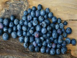 Cara Simpan Buah Blueberry Bisa  Pakai 3 Metode Ini agar Tetap Segar