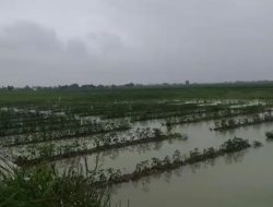 Puluhan Hektar Tanaman Cabai Terendam, Petani Merugi