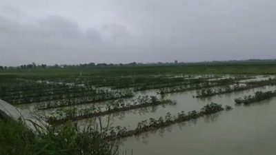 Tanaman Cabai Terendam
