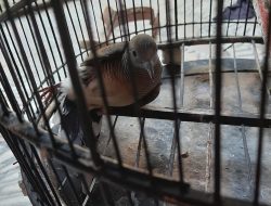 Perkutut Lokal Gacor dengan Jamu dan Perawatan Ini