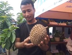 Durian Bodrex Batang, Varietas Lokal Hanya dari Satu Pohon yang Legit dan Pahit