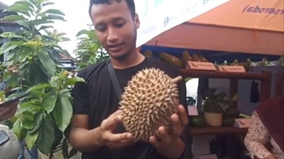 Varietas lokal durian bodrex Batang rasanya sangat khas.