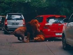 Viral Video Singa Lari Tabrak Mobil Rusak Lampu, Netizen: Pengen Liat Sopirnya Turun