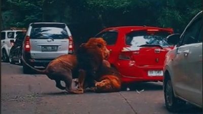 Video viral singa lari tabrak mobil.