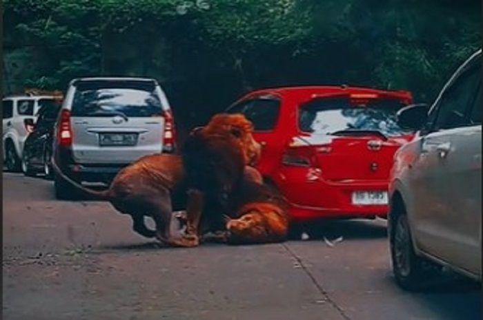 Video viral singa lari tabrak mobil.