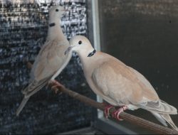 Ciri-ciri Burung Puter pelung Asli, Ini Penjelasan dan Harganya!