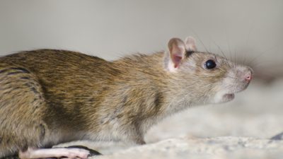 Wabah Leptospirosis Tewaskan 9 Warga di Jatim, Ini Gejala dan Cara Mencegahnya