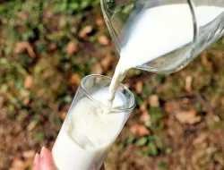 5 Manfaat Susu Bagi Tubuh, Untuk Menjaga Kesehatan Tulang Salah Satunya