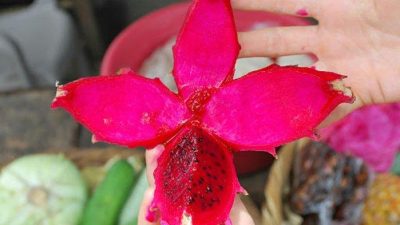 Manfaat Kulit Buah Naga
