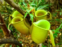 Cuma Ada di Indonesia! Ini 5 Bunga Unik dan Langka di Indonesia