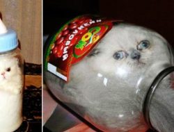 Ternyata Ini Alasan Kenapa Kucing Sangat Elastis dan Muat di Ruang Sempit