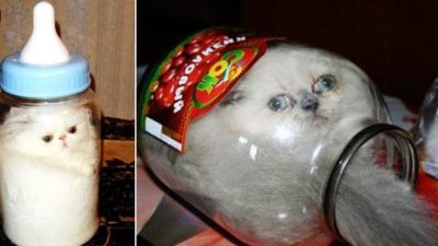 Kucing elastis