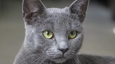 Kucing Busok