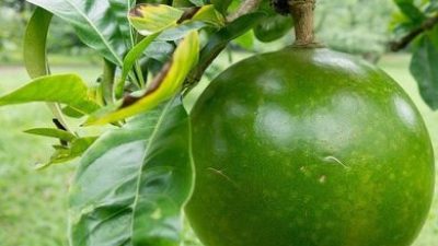 buah maja