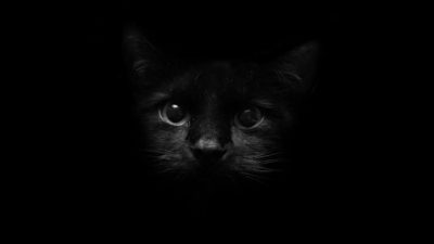 Kucing hitam