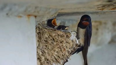 mitos burung