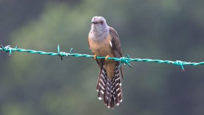 Burung Kedasih