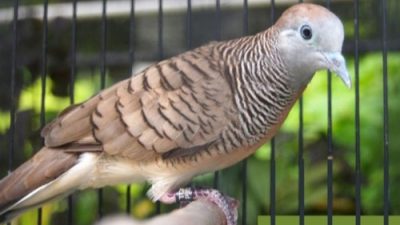 Mitos burung perkutut pembawa keberuntungan