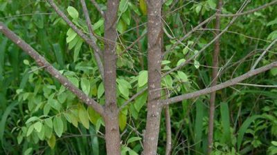 Pohon Cendana, kayu wangi